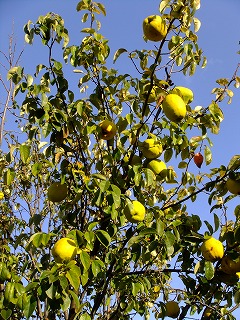 DSCF8082.jpg