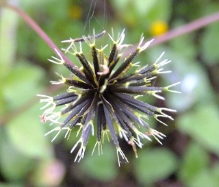 DSCF8088.jpg