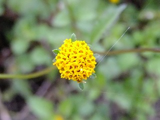 DSCF8093.jpg