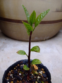 DSCF8095.jpg