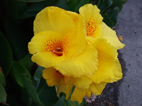 DSCF8108.jpg