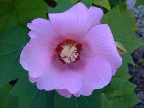 DSCF8109.jpg