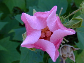 DSCF8110.jpg