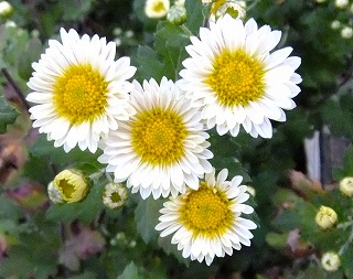 DSCF8113.jpg