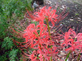 DSCF8120.jpg