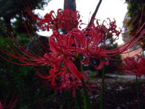 DSCF8122.jpg