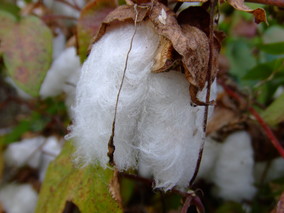 DSCF8156.jpg