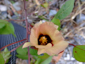 DSCF8157.jpg