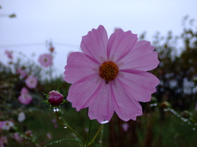 DSCF8177.jpg