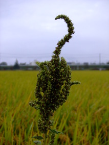DSCF8179.jpg