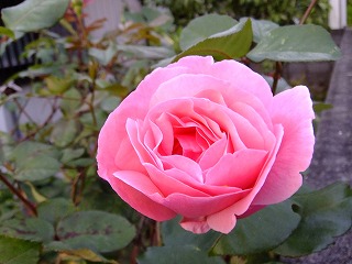 DSCF8184.jpg