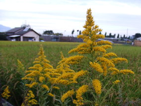 DSCF8208.jpg