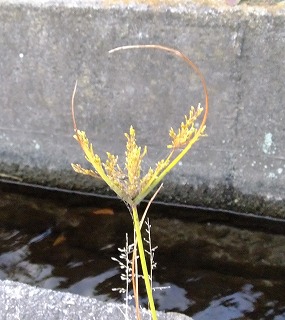 DSCF8214.jpg