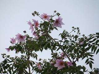 DSCF8231.jpg