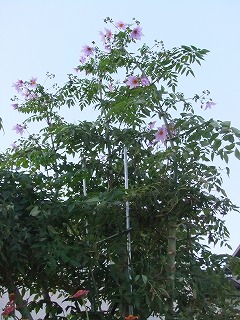 DSCF8236.jpg