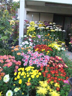 DSCF8238.jpg