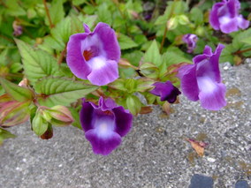 DSCF8258.jpg