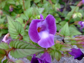 DSCF8259.jpg