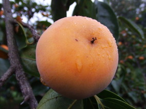 DSCF8267.jpg