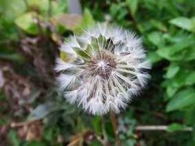 DSCF8269.jpg