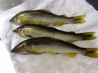 DSCF8275.jpg