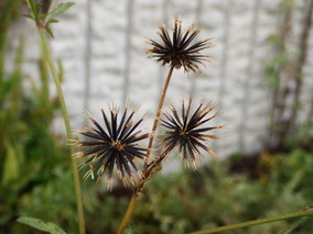 DSCF8283.jpg