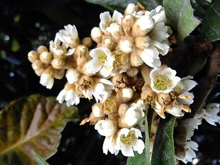 DSCF8336.jpg