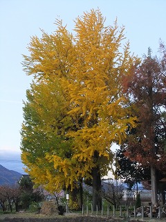 DSCF8349.jpg