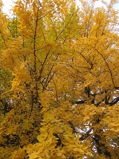 DSCF8403.jpg