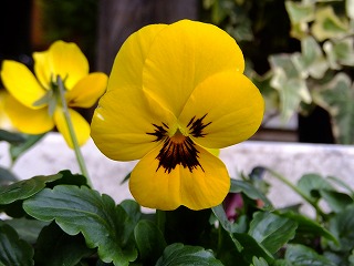 DSCF8409.jpg