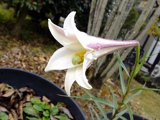DSCF8414.jpg
