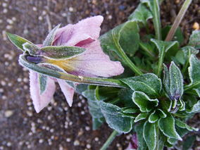 DSCF8468.jpg