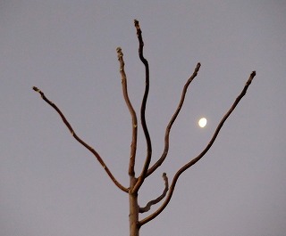 DSCF8597.jpg