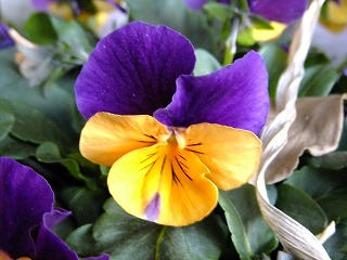 DSCF8956.jpg