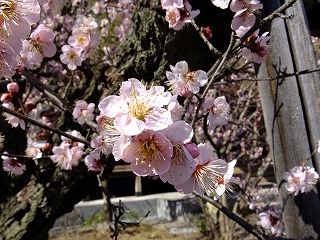 DSCF9109.jpg