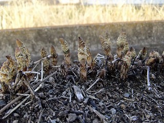 DSCF9165.jpg