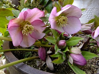 DSCF9214.jpg
