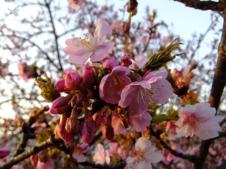 DSCF9448.jpg