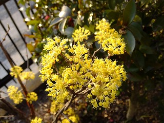 DSCF9451.jpg