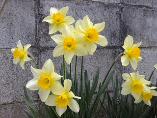 DSCF9467.jpg