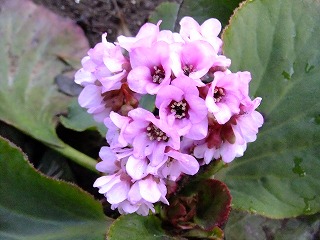 DSCF9511.jpg
