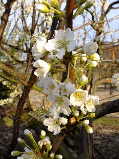 DSCF9516.jpg