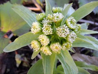 DSCF9518.jpg