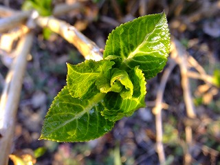 DSCF9519.jpg