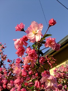 DSCF9661.jpg