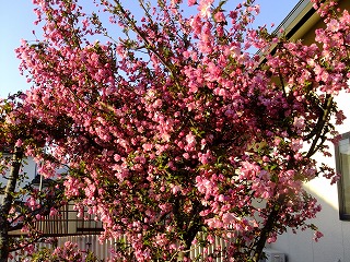 DSCF9663.jpg