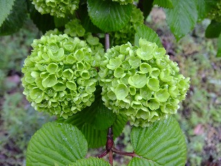 DSCF9749.jpg