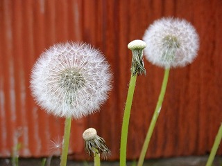 DSCF9812.jpg