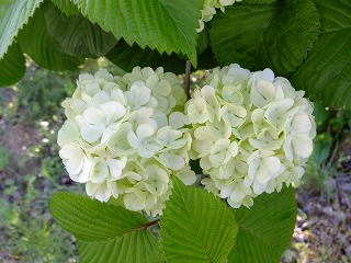 DSCF9856.jpg