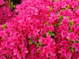 DSCF9875.jpg